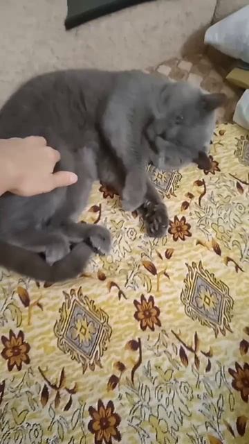 catvideo
