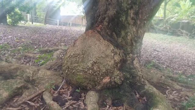 Árbol