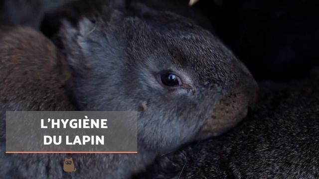 Comment S'OCCUPER D'UN LAPIN ? 🐰 Guide complet pour AVOIR un LAPIN !