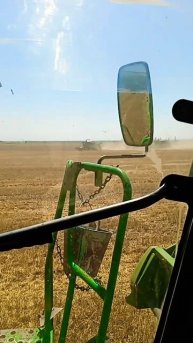 остаётся ещё 900 гектар пшеницы