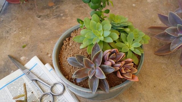 Mix succulent planter/growing succulents