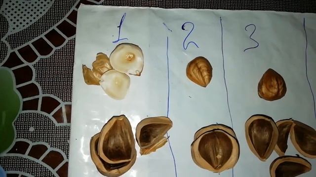 Ведмежий горіх % виходу ядра особливість сортоформ
