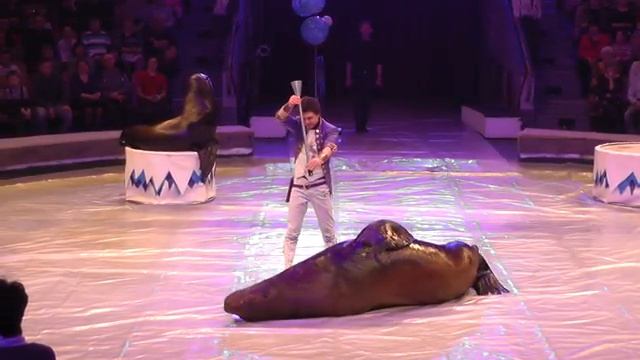 Василий Тимченко, аттракцион "Морские львы" (Россия)