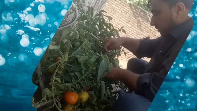 Best tomato plant in Pakistan