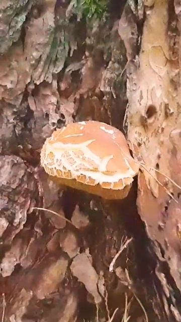 Польский гриб (синяк) растёт на большом дереве в лесу.Mushroom grows on a large tree in the forest.