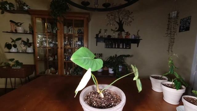 7 DAY TIMELAPSE OF NEW LEAF UNFURLING - Philodendron Gloriosum