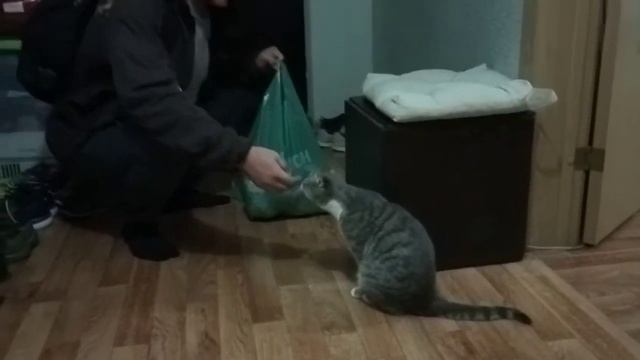 Кошка Мася встречает своего друга хозяина