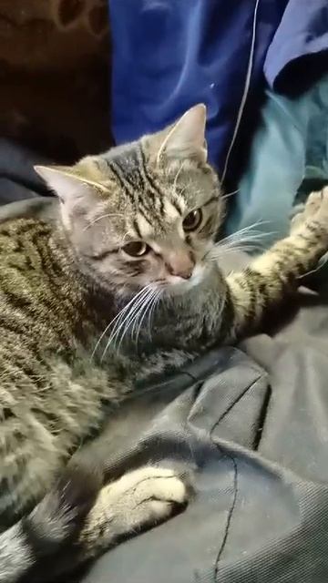котя