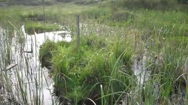 Frogs croaking near Tivat airport