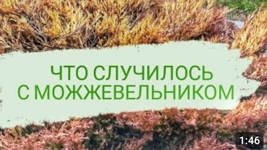 ЗА ЧТО НЕ ЛЮБЯТ МОЖЖЕВЕЛЬНИК "ЛАЙМ ГЛОУ"