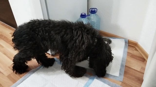 30. Влог. Кто рано встаёт, тот гуляет с собакой 🐕/Покупки из магазина Читай-город.