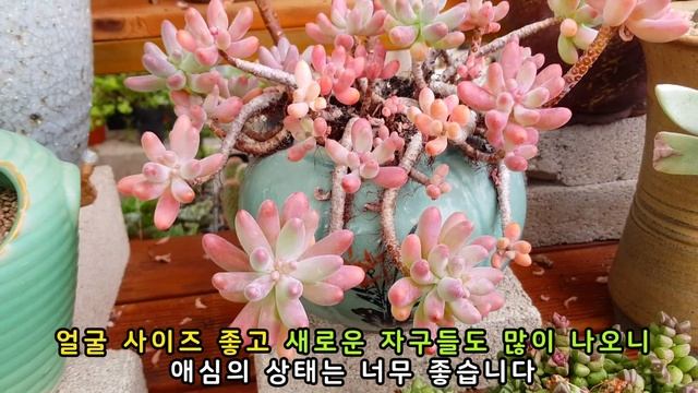 색감 절정 애심 같이 구경하실래요? 다육식물 애심 컬렉션(Sedum 'Pachyphyllum' thin blue form)