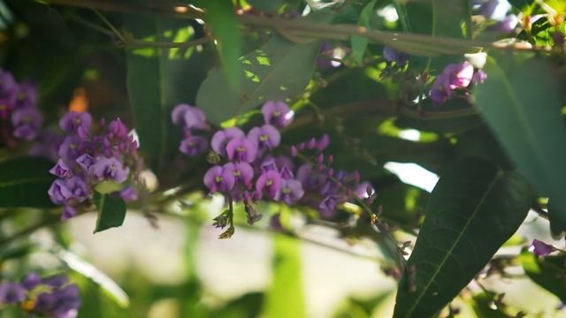 The Garden Gurus - Pollen Season is Upon us!