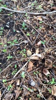 Sycamore Trees and Yellow Morels!