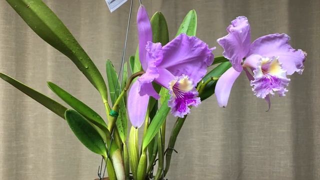 C. lueddemanniana tipo / 카틀레야 루뎀마니아나 티포 20210414