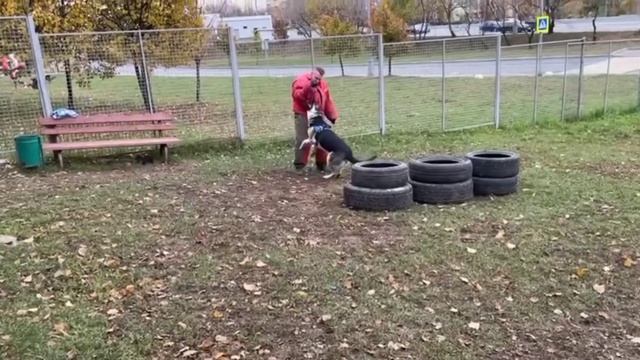 Ветер с Востока Консуэлло. Элечка  #восточник #вео #питомниквео #ветерсвостока