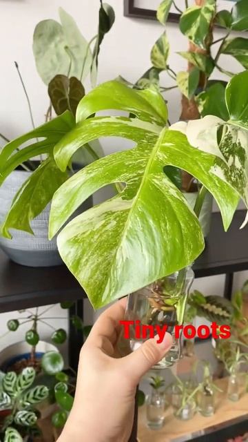 tiny roots for such huge leaves 🌿 monstera 🌿#shorts #propagation #shortsfeed #monstera #viral #reel