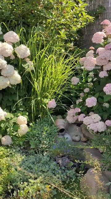 Гортензии 💐в нашем саду