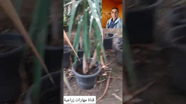 نبات الدراسينا .كيفية العناية بنبات الدراسينا ، علاج أمراض الدراسينا، أصفرار أوراق الدراسينا