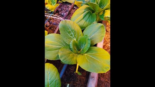 Биовегетарий 01.04.19 #лпхАнфимовых