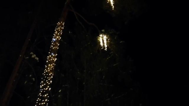 Пальма - Сосна