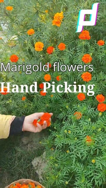 How to collect and store marigold flower | Hand picking of marigold flower | Tip in harvesting