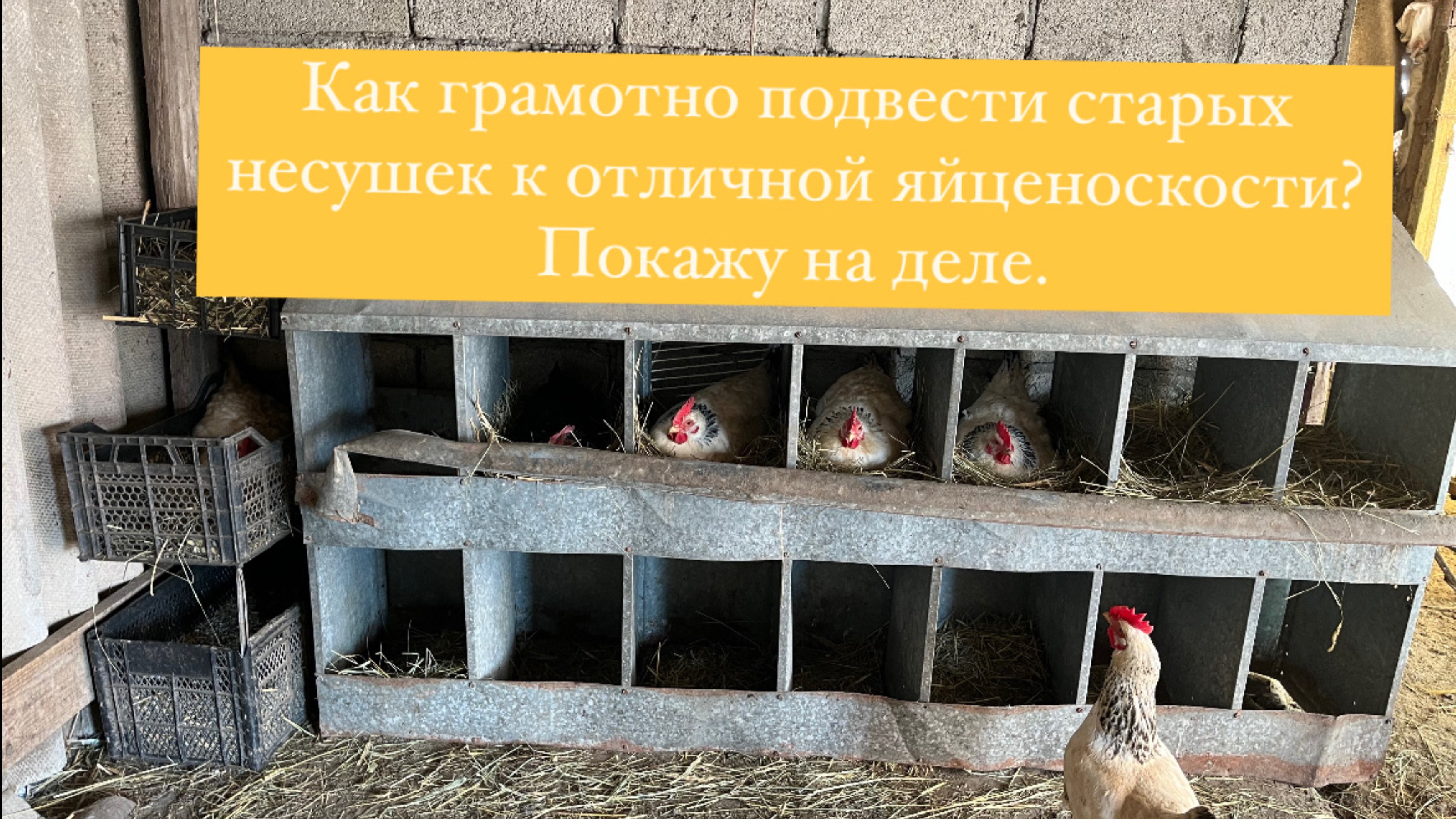 Старые куры несушки во всю несутся. Как такого добиться. Покажу на деле.