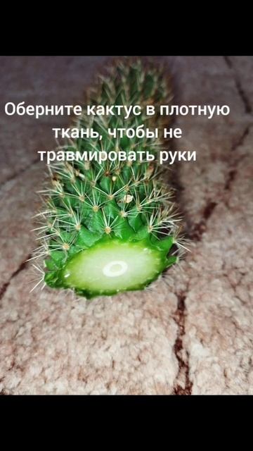 Омоложение и размножение кактуса #shorts