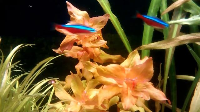 Rotala Macandra