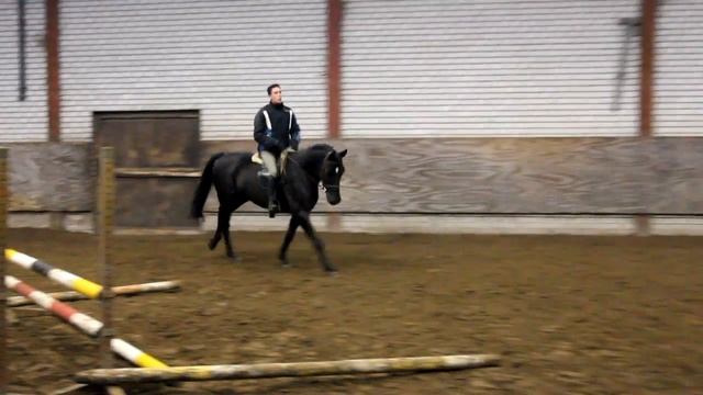 Angelo, 6 y/o  KWPN Dutch warmblood by Orame-SOLD