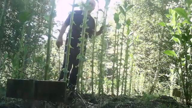 как я выращивал табак часть 5