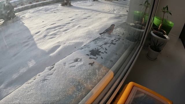 Релакс. За окошком снегири