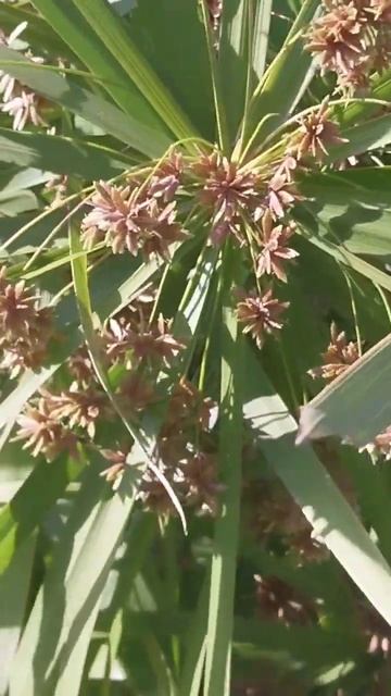 പൂത്തുലഞ്ഞു umbrella palm#planthuntingmalayalam #lovemyplantssreekalaribu