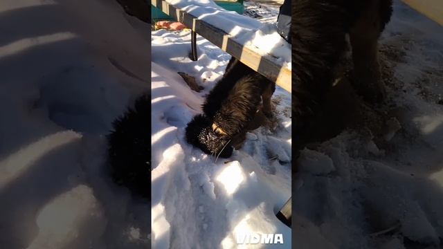 эволюция моего питомца, Рокки!