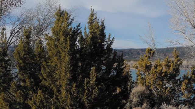 Juniper and Sagebrush