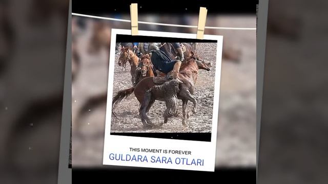 Гулдара отлари