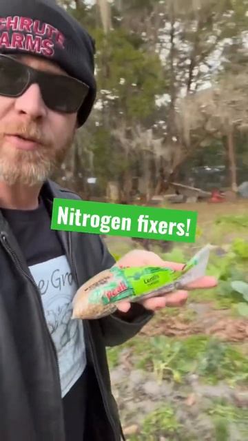 Chaos gardening Lentils! #cheapseeds #chaosgarden #nitrogenfixers #lentils #gardenhack