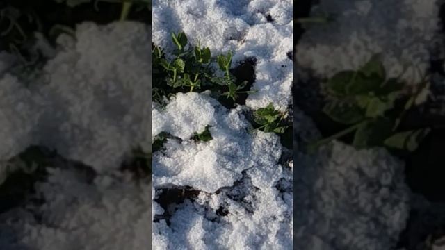 озимый горох мороз нс 2018 г 30 ноября