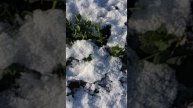 озимый горох мороз нс 2018 г 30 ноября