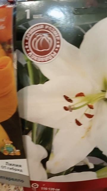 My lilium OT-hybrid Saltarello,LOO-hybrid Paposo,AO-hybrid Child in Time