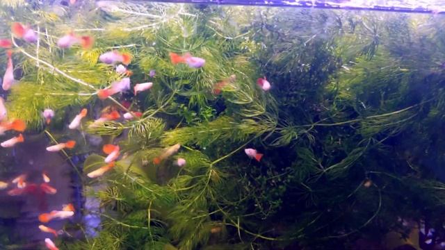 Why Hornwort Is a Fantastic Aquarium Plant