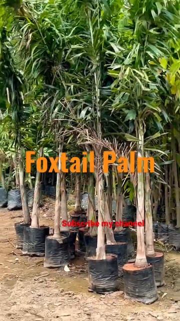 Foxtail Palm | #gardening #nursuryvisit #nursery #naturelovers #reels #shorts #shortsfeed #babbumaa