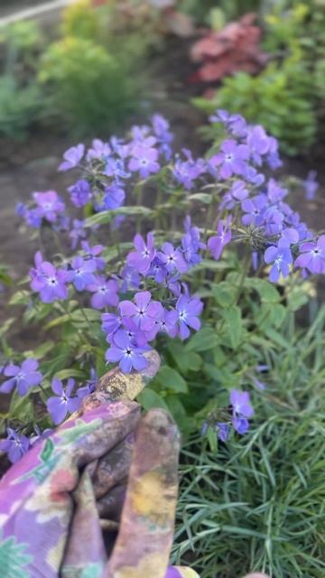 Флокс растопыренный/цветение конец апреля-май 2024 г./ #цветы #flowers #garden #nature