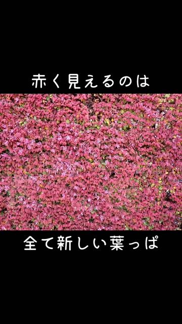 30秒植物紹介【トキワマンサク】