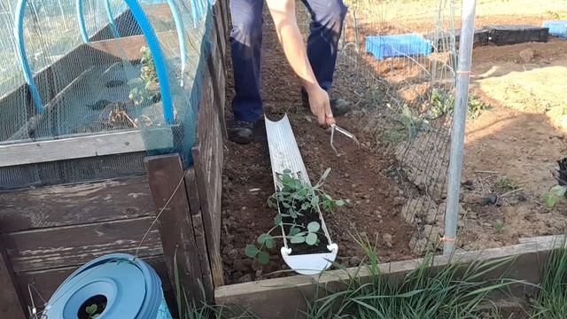 What to Grow and Sow in May | Week 1 | Planting Peas | Leeks | Pumpkins | Allotment Gardening UK