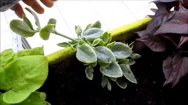 Mise en place des jardinières du balcon