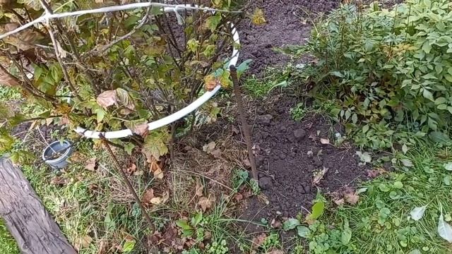 Перерабатываю груши/ Выкопали морковь/ Небольшой обход по огороду