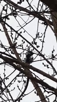 Сегодня удалось снять на видео большого пёстрого дятла 😊👍
