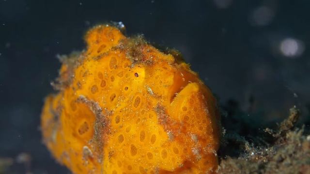 September Diving Highlights