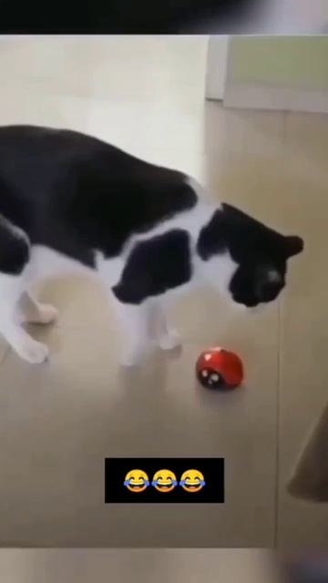 подборка котиков